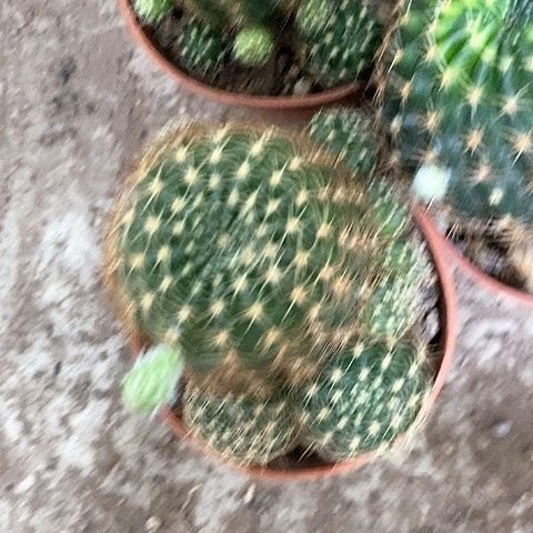 3个带侧芽丽花，246899844