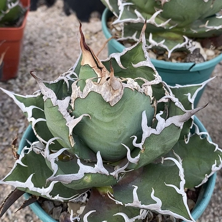 凯撒。        一个