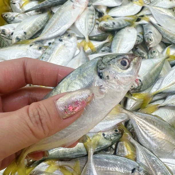 【湛江直发】野生结尾鱼22-30条/斤 推荐煲汤或油焗支持空运  包邮