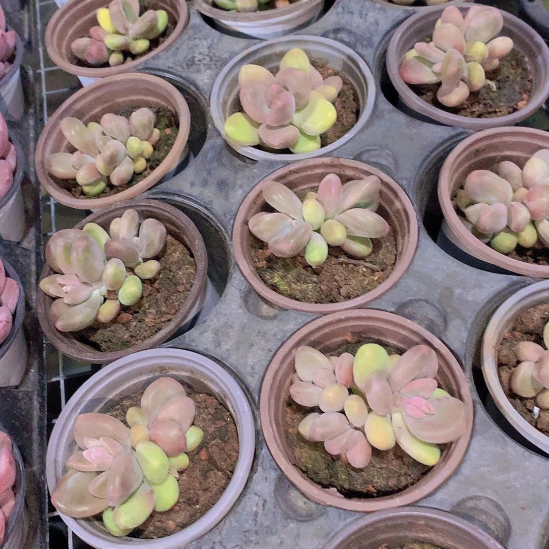 芒果奶2345778999000