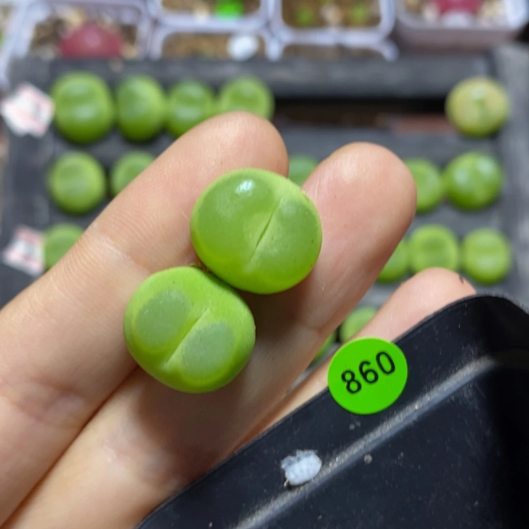 穿****士拉登两颗1.5cm多肉860