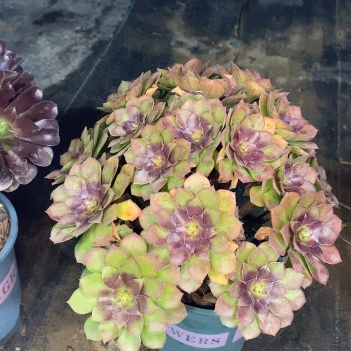 桃花石多肉植物38