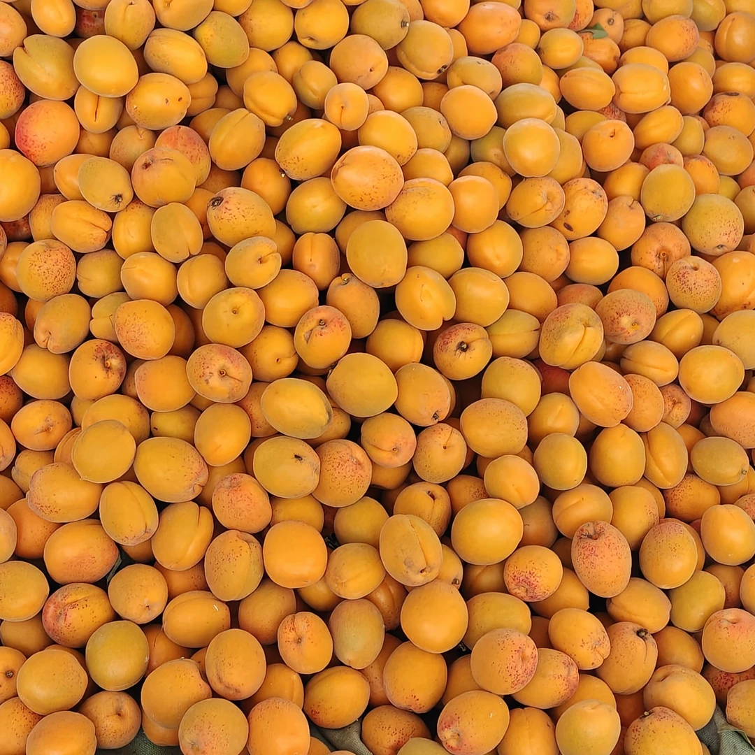 【新鲜杏子】酸甜脆杏子好吃