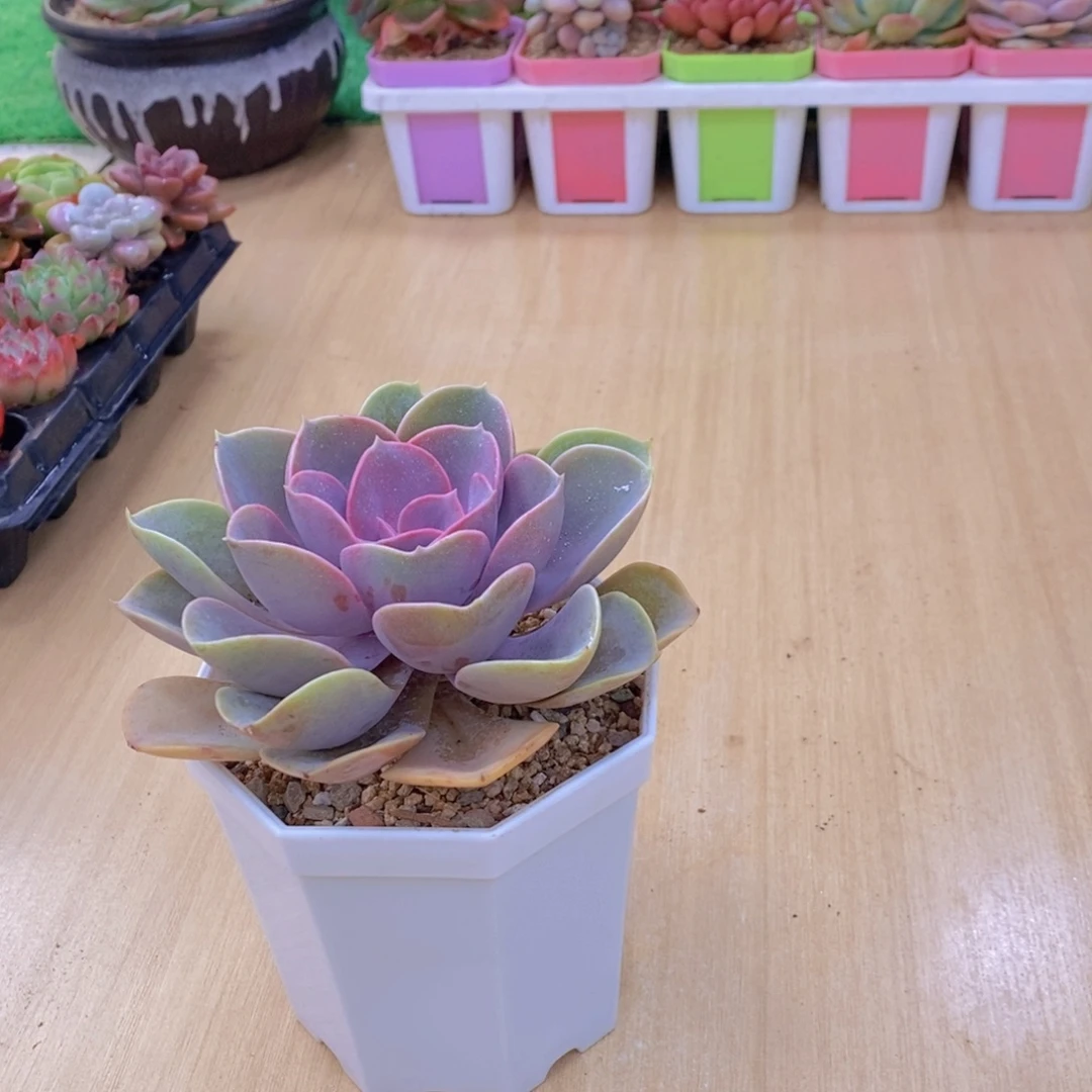 无花朵多肉植物紫珍珠90