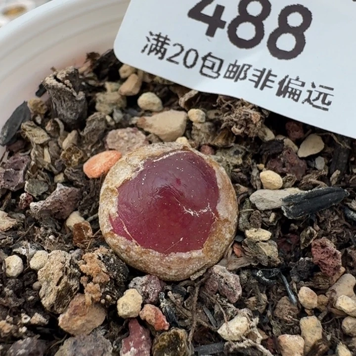 488灯泡带盆发货5888