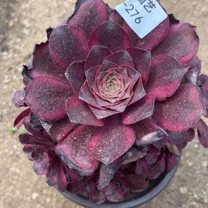 纳福魅金锦多肉植物276