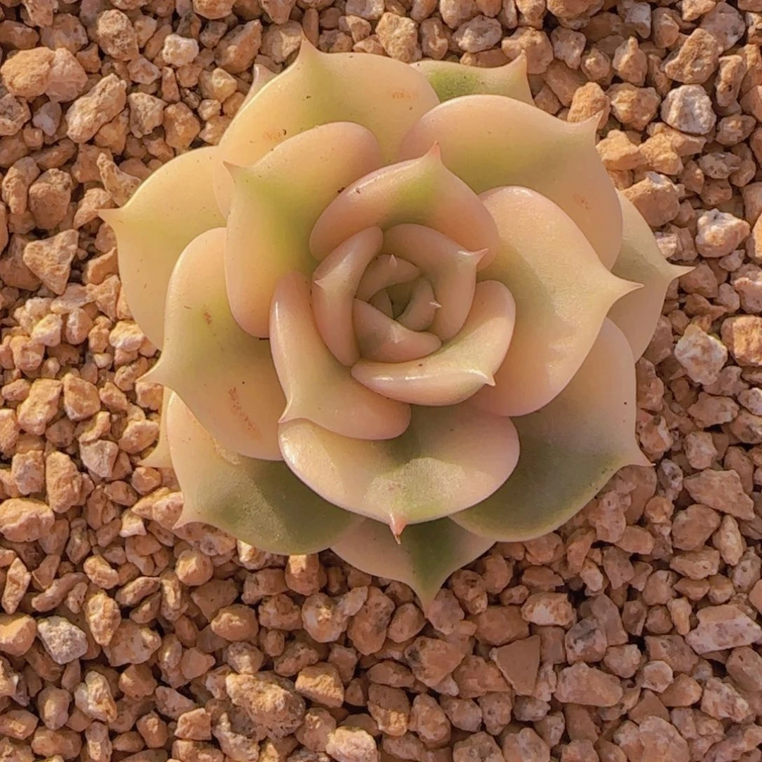 董家小姐寄养111111111111