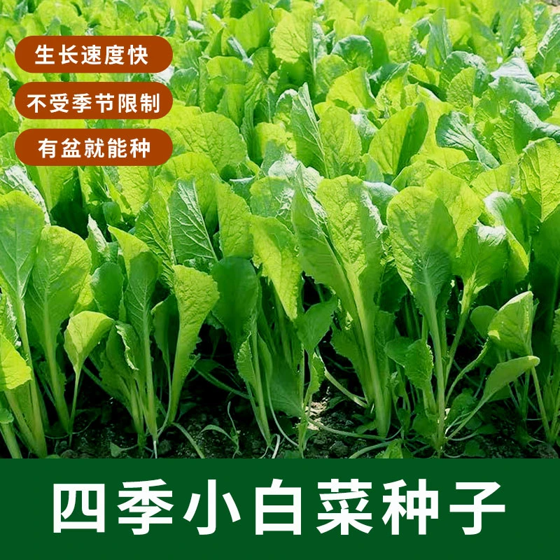 四季奶油小白菜 速生脆嫩种子类别蔬菜种子