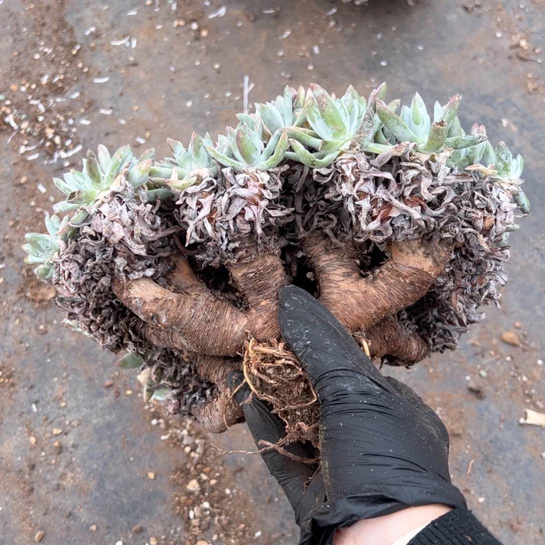 562哈哈哈哈哈哈哈哈