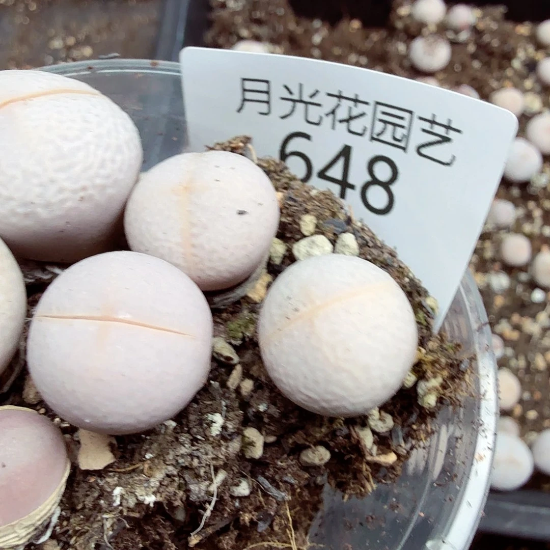 小***t我就去吃你煮我给648