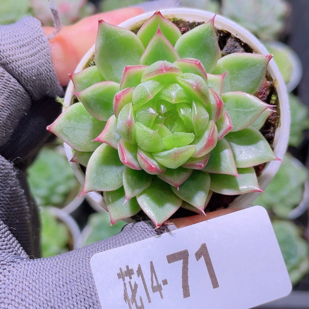 花利美14-71珍妮