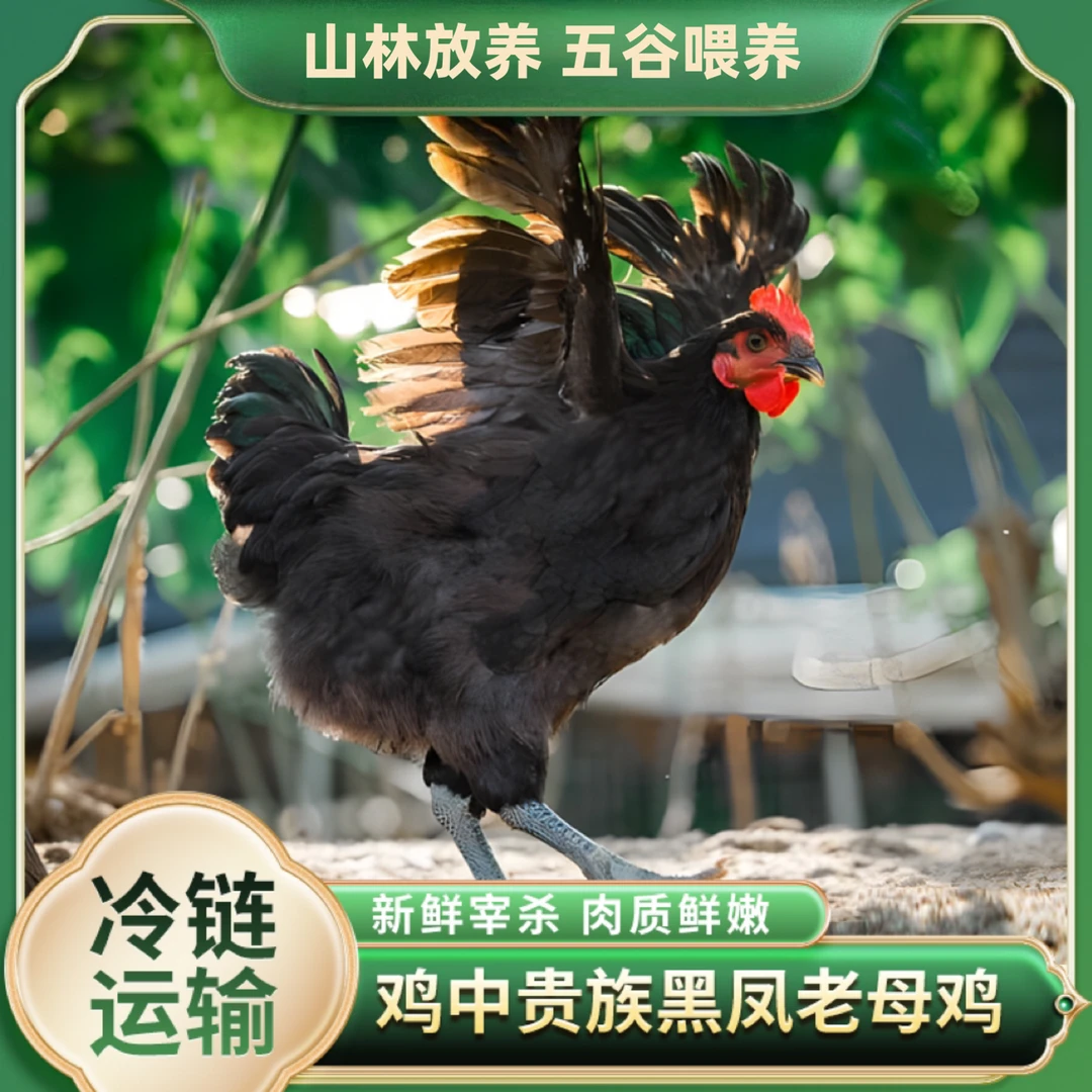 农家黑凤黑脚土老母鸡2.5斤*2只带鸡珍鸡心蛋包蛋茬内脏 山东发货