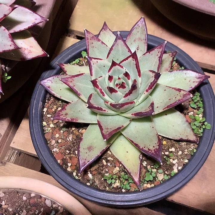 美肉特价活动开始啦