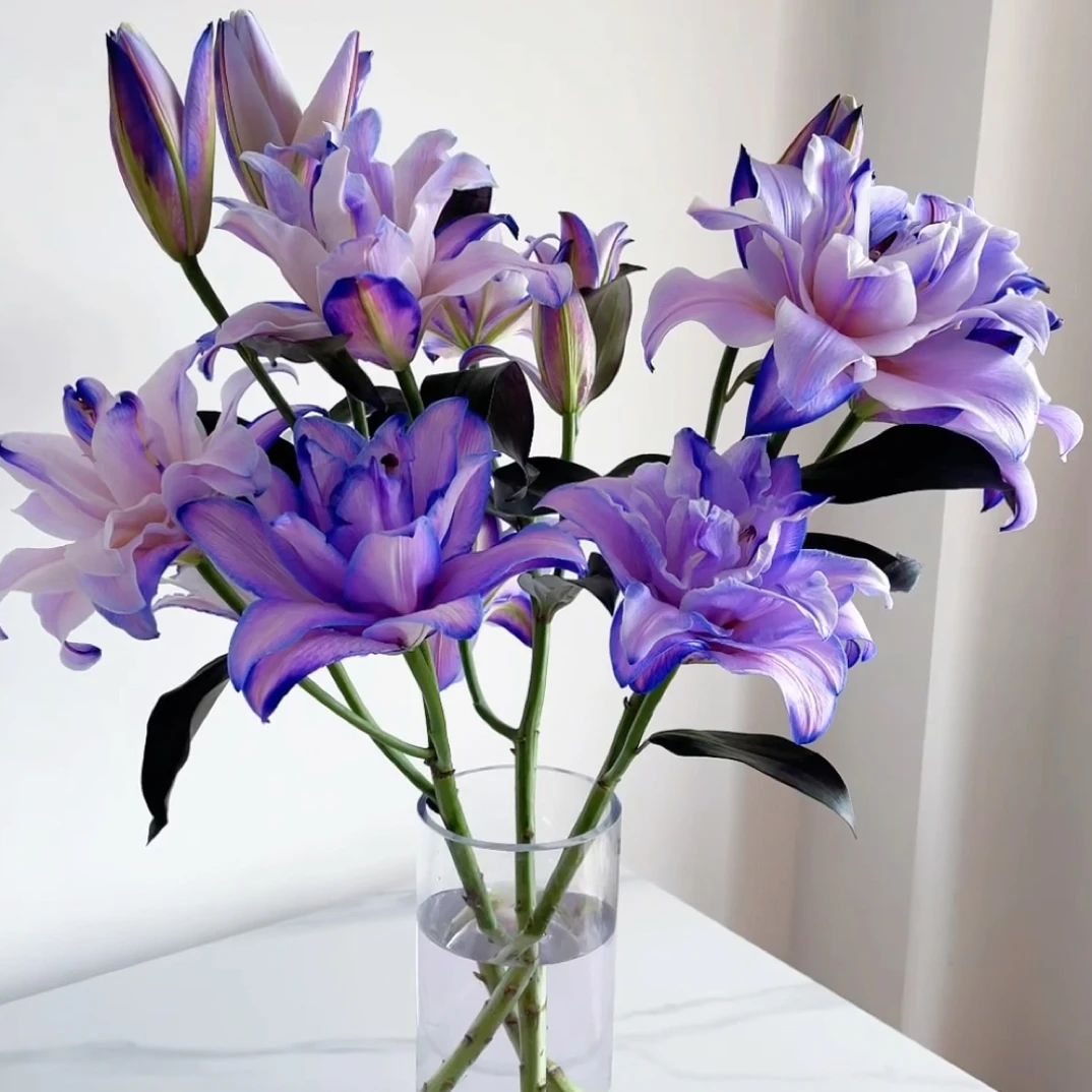 紫霞仙子重瓣香水百合吸色鲜花