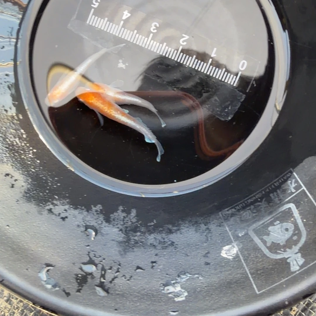 青鳉鱼观背青鳉14