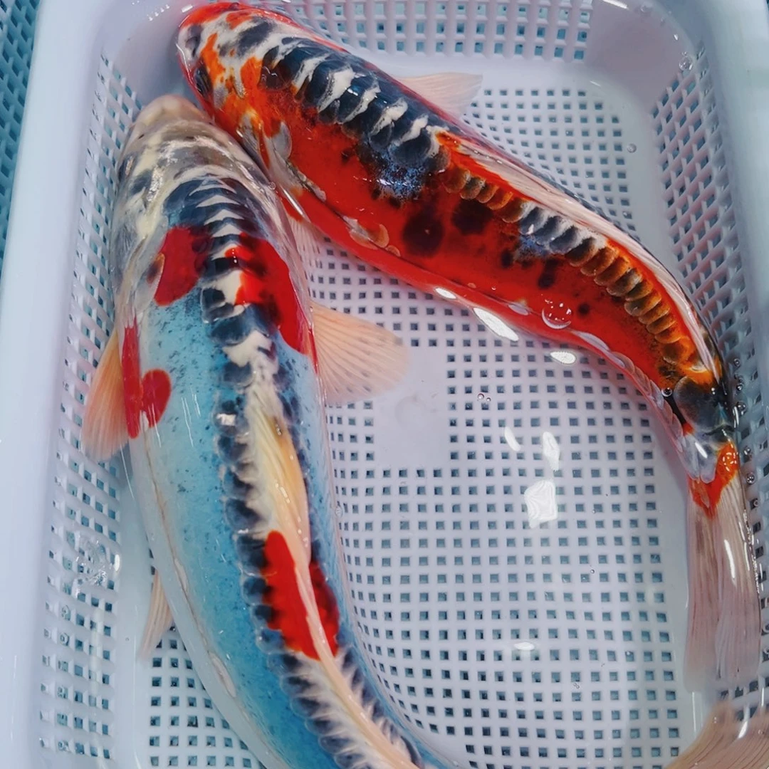 锦鲤锦鲤冷水鱼观赏107