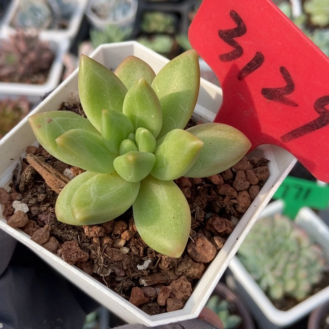 3129迷雾泡泡多肉植物