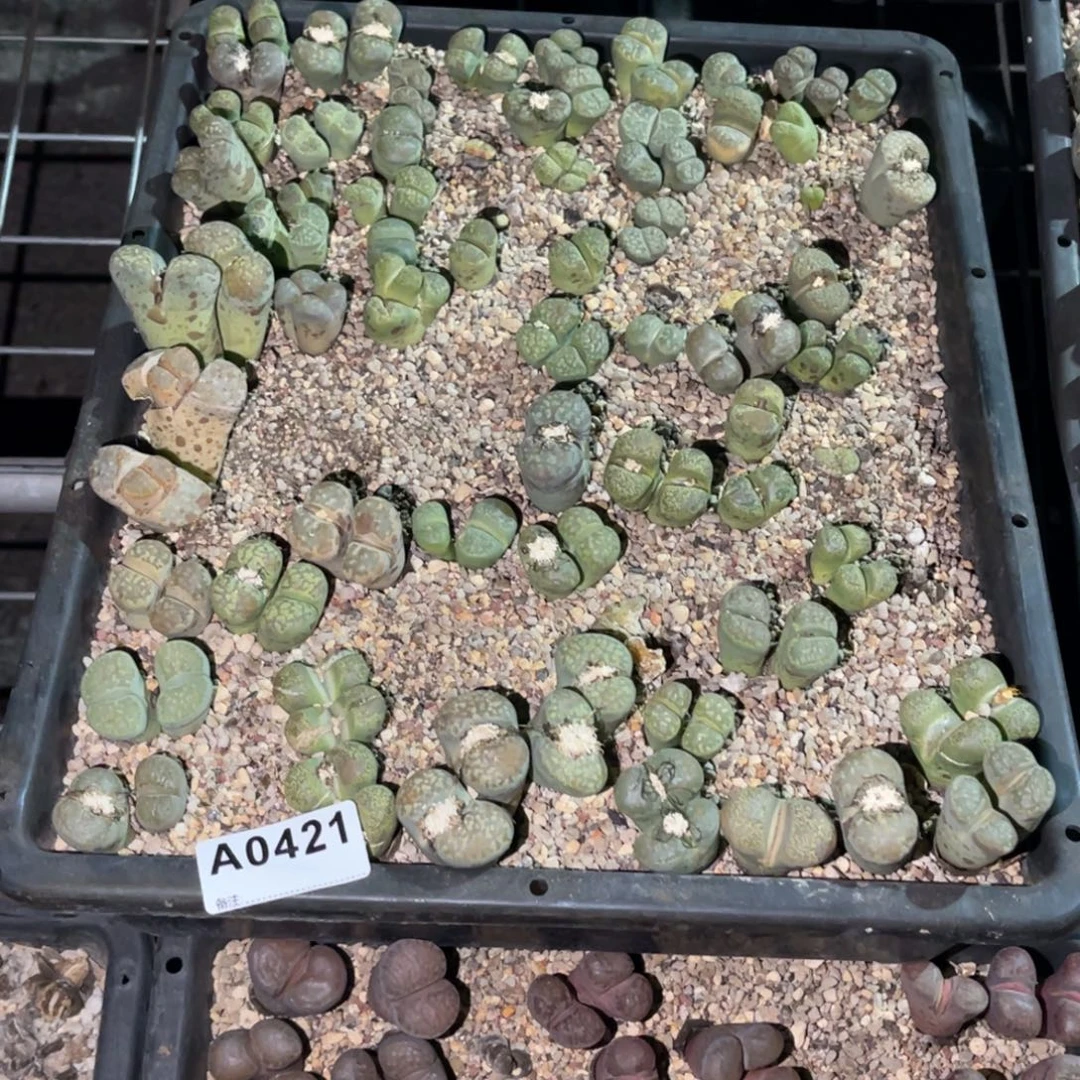 西***品0421福利筐1不售后