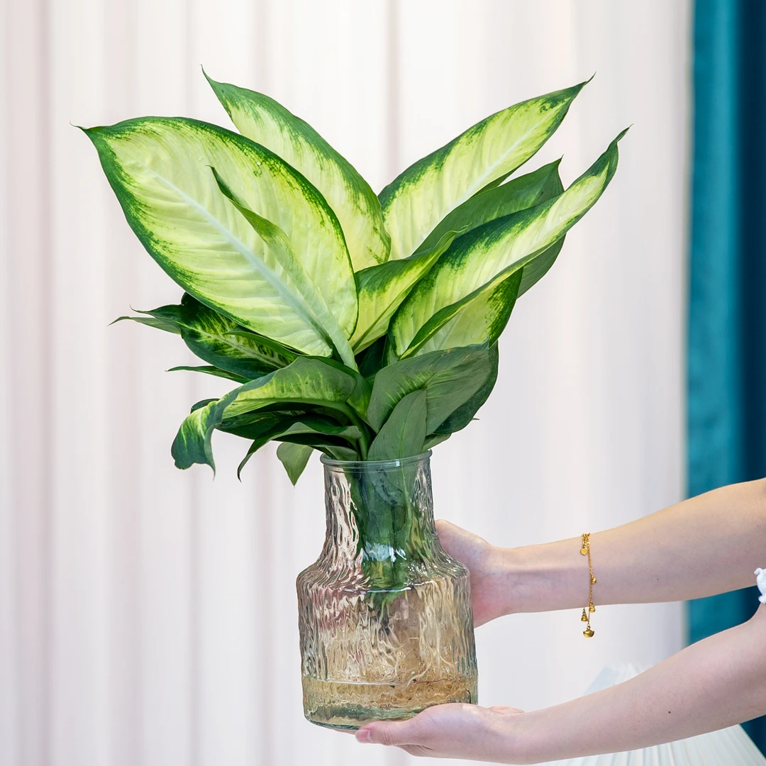 玛丽安水培盆栽室内绿植四季常青观叶美观花植物基地直发客厅花卉