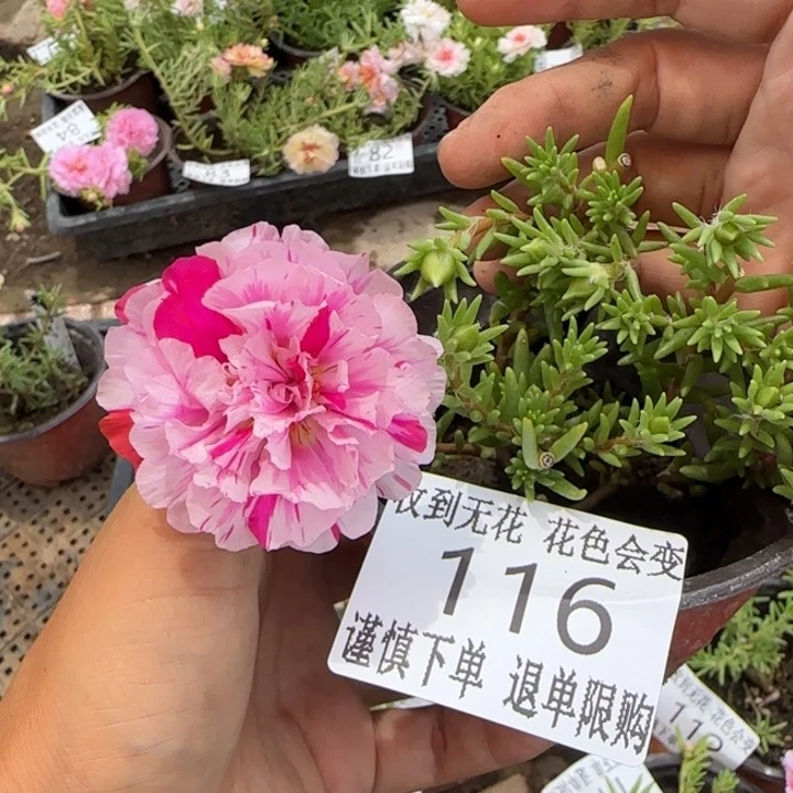 无花朵116超小苗盆口10cm