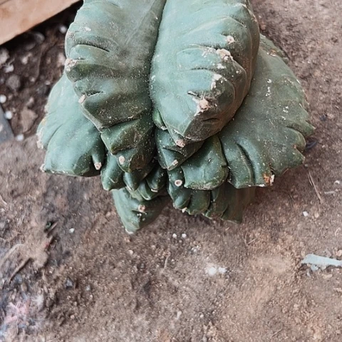 173仙人球的比赛将