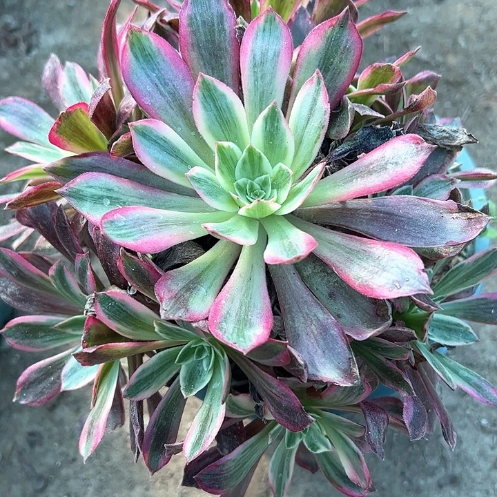 0043白婚纱多肉植物