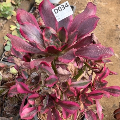 单***蝶多肉植物魅影捧花