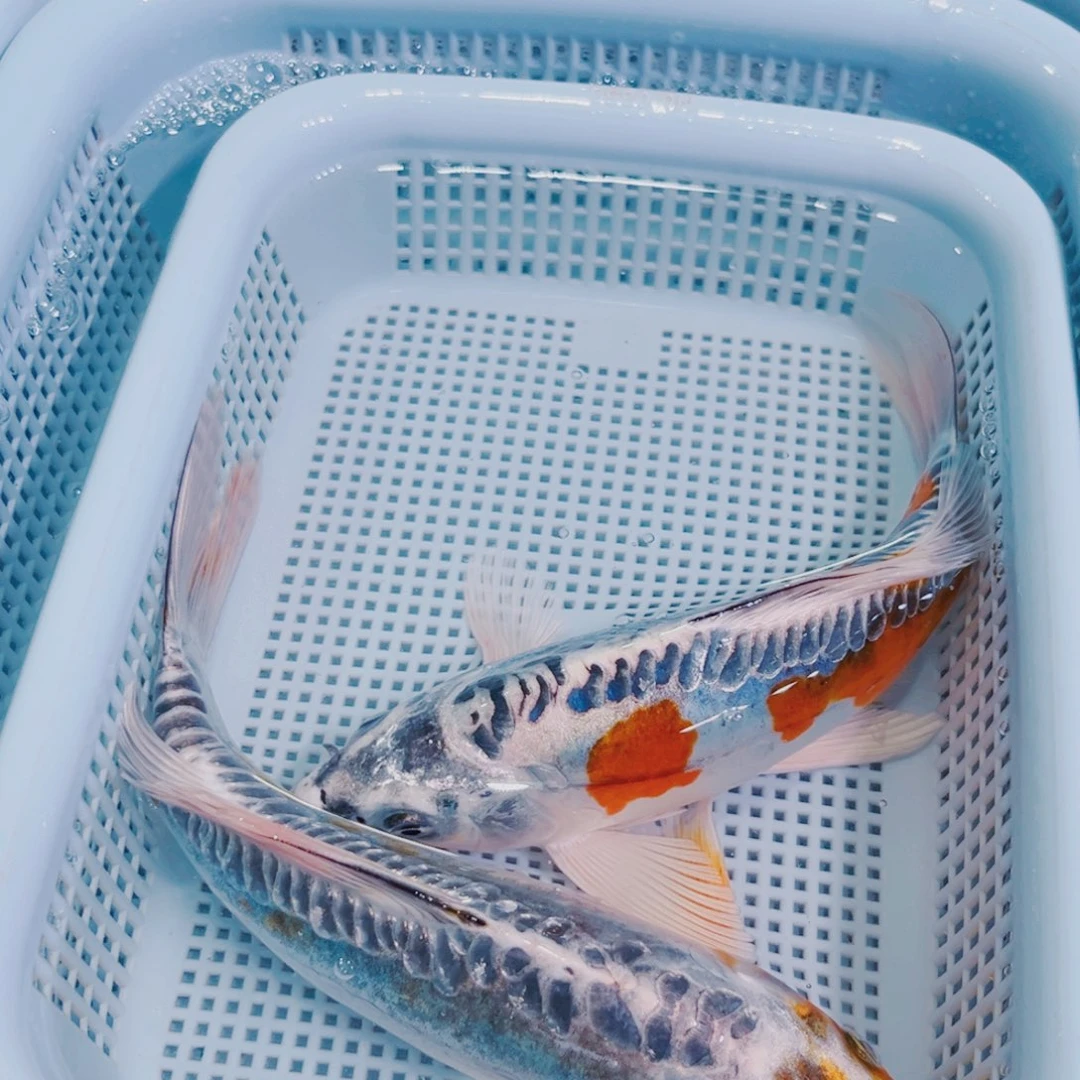 锦鲤锦鲤冷水鱼观赏117