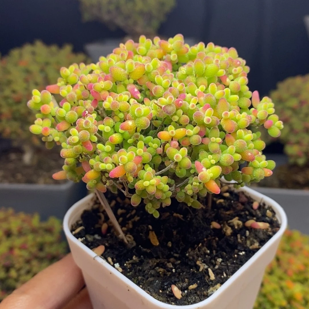 无花朵9号蜜橘糖球枝干