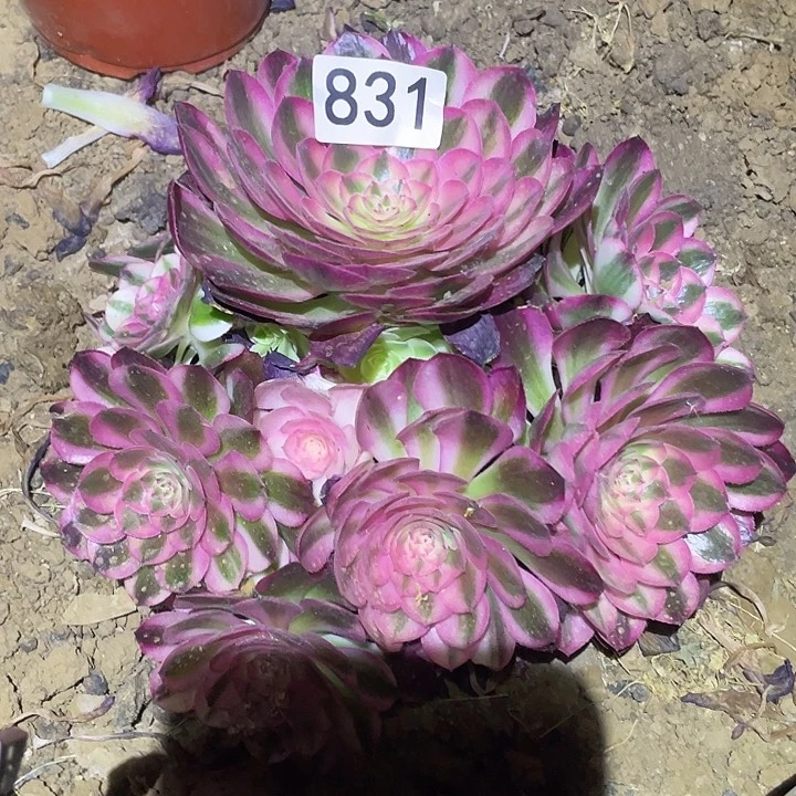 简****0多肉植物法师831倾城