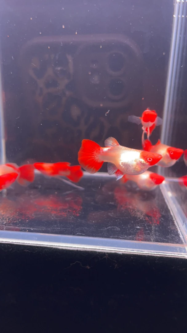 深海蓝贵族白子2对