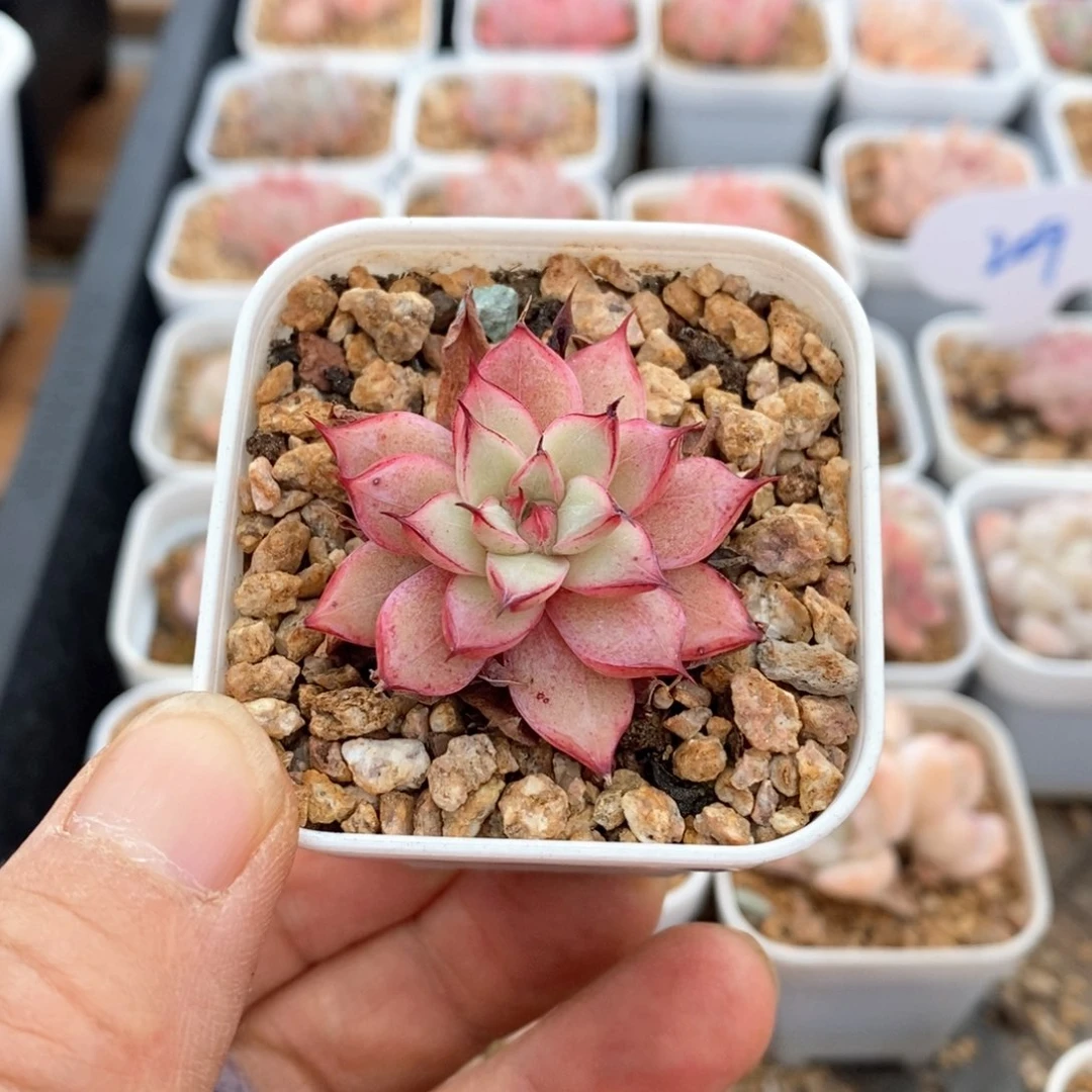 精品多肉一物一拍不包整598