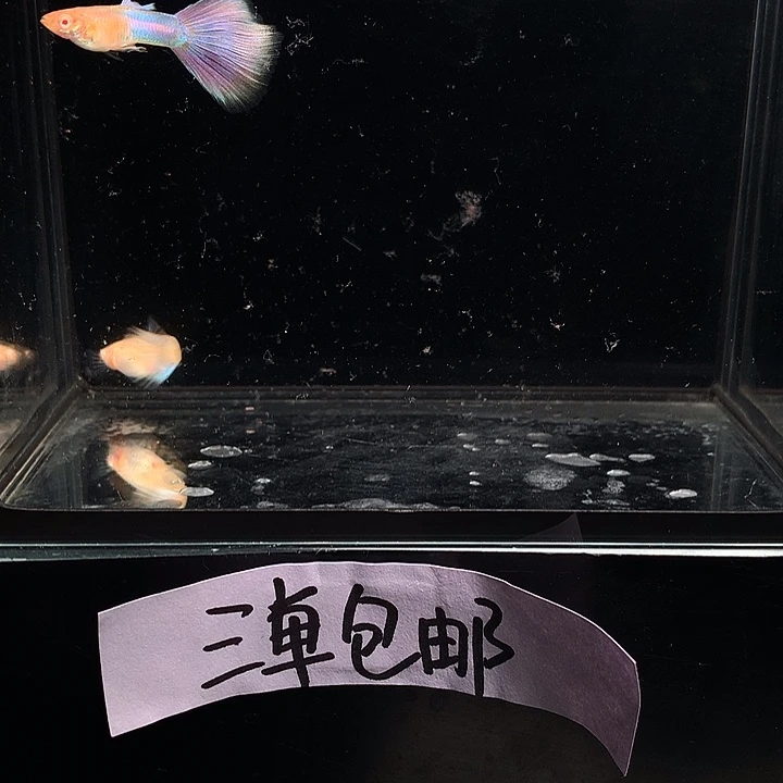 孔雀鱼天使彩虹一对