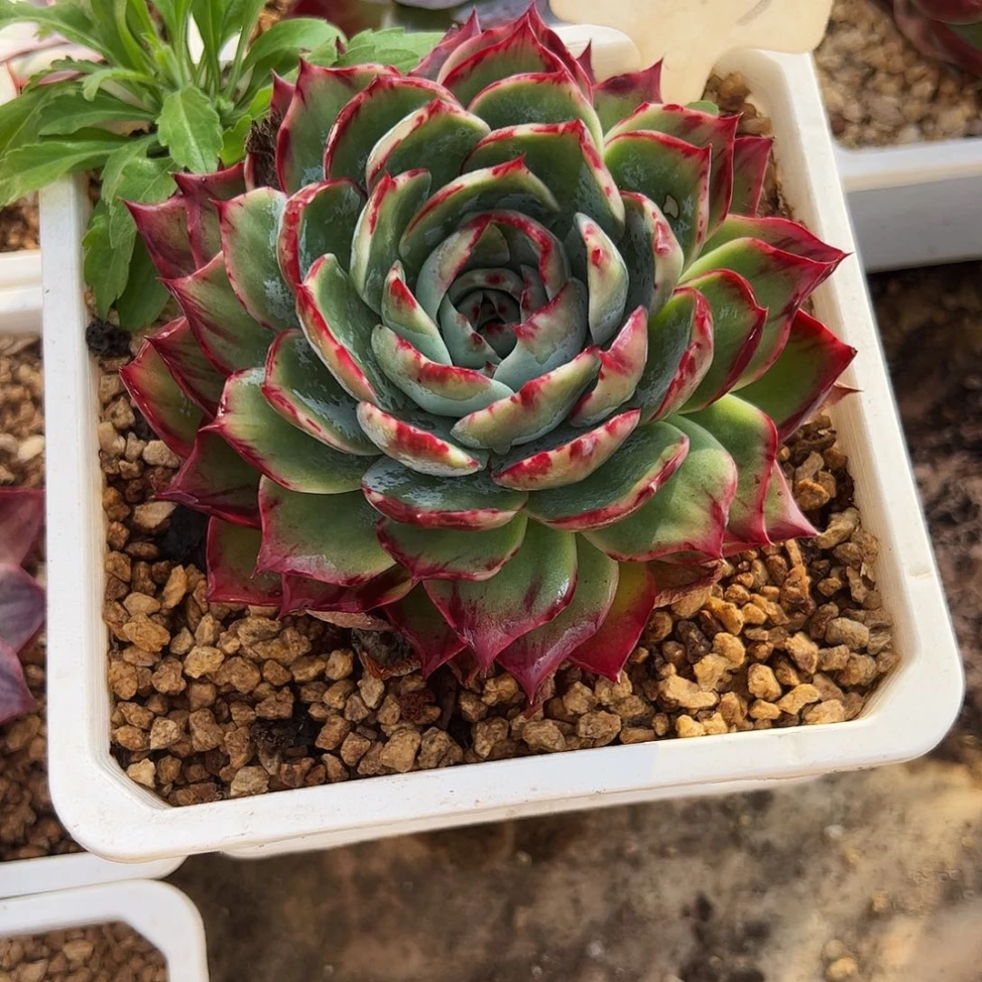 *****惊鸿仙子一物一拍2019号