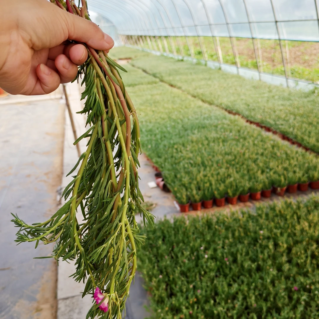 网红重瓣太阳花枝条宿根混色开花四季阳台特大号盆栽绿植室内