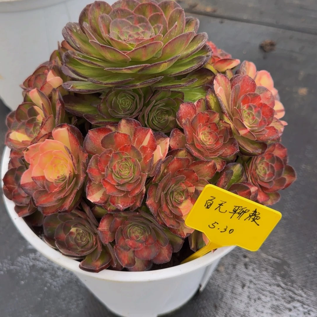 海王七彩888888888888