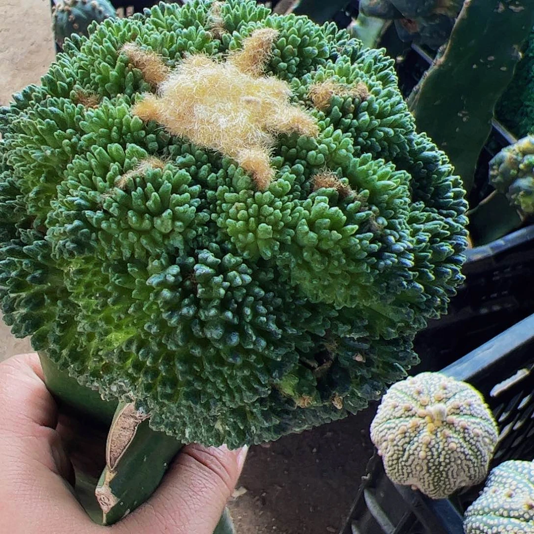 无花朵细尤哥斯拉牡丹585