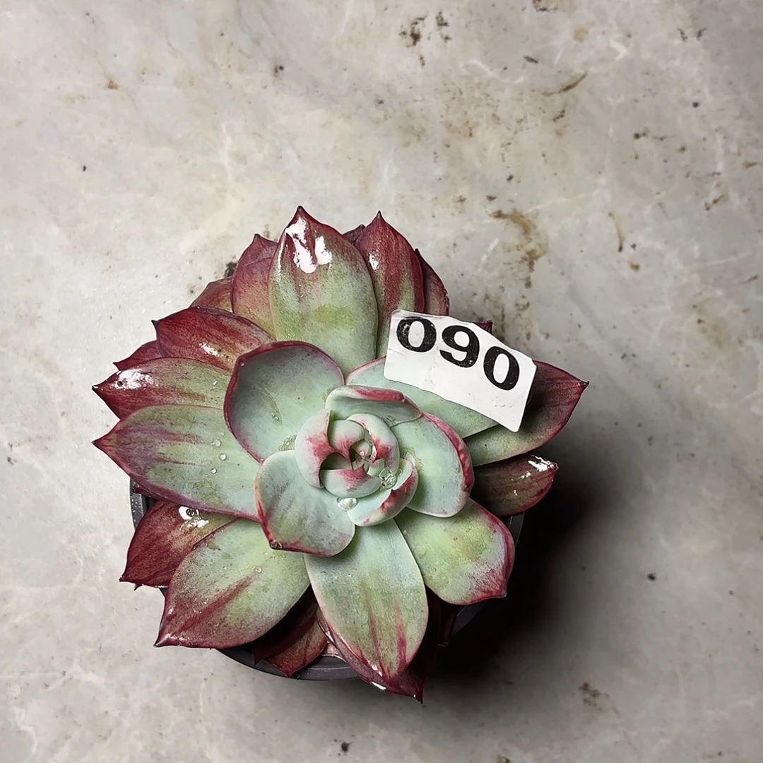 阿***萍090惊鸿一颗包邮包邮