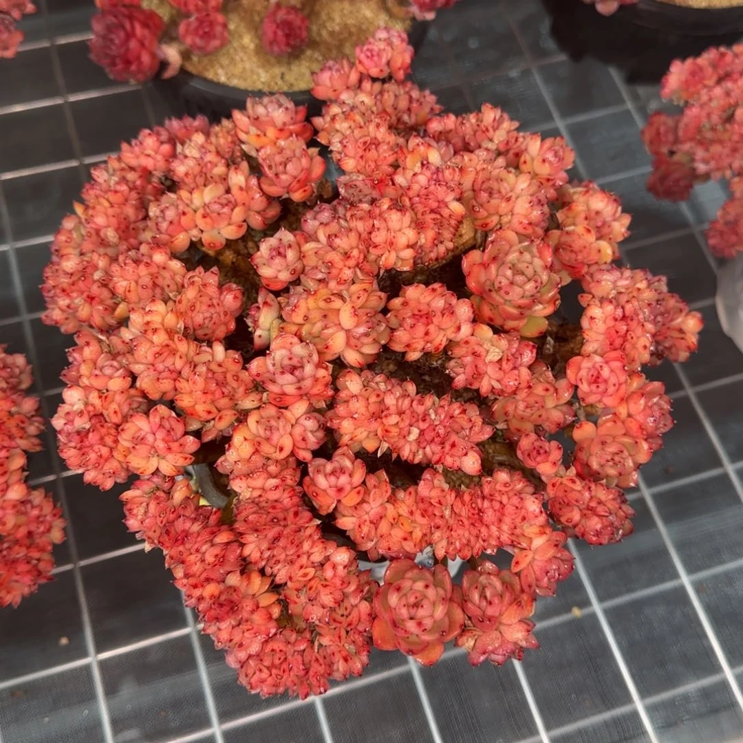 从前慢甄选多肉编号彩票缀