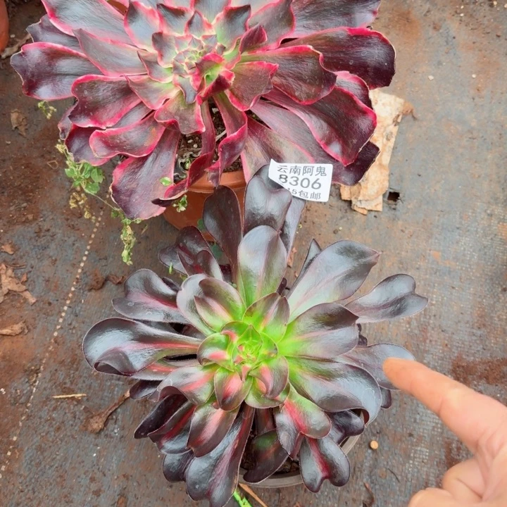 8306号五毒，中班啊