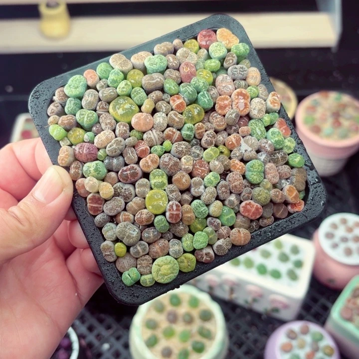 华***丽6006零下地区记得拍保温箱满18包邮