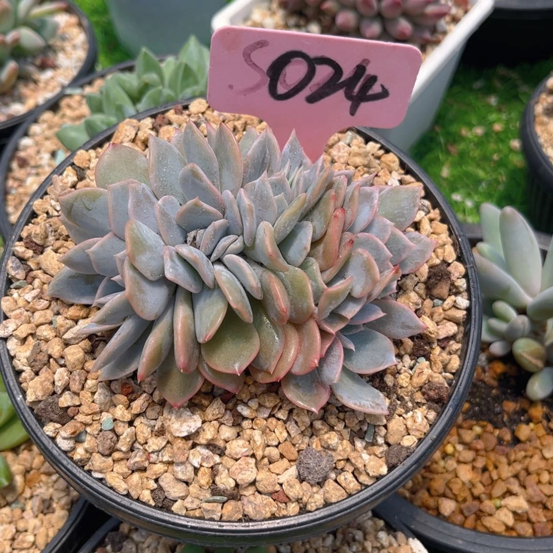 梦*024fghjjkjjjjjjj