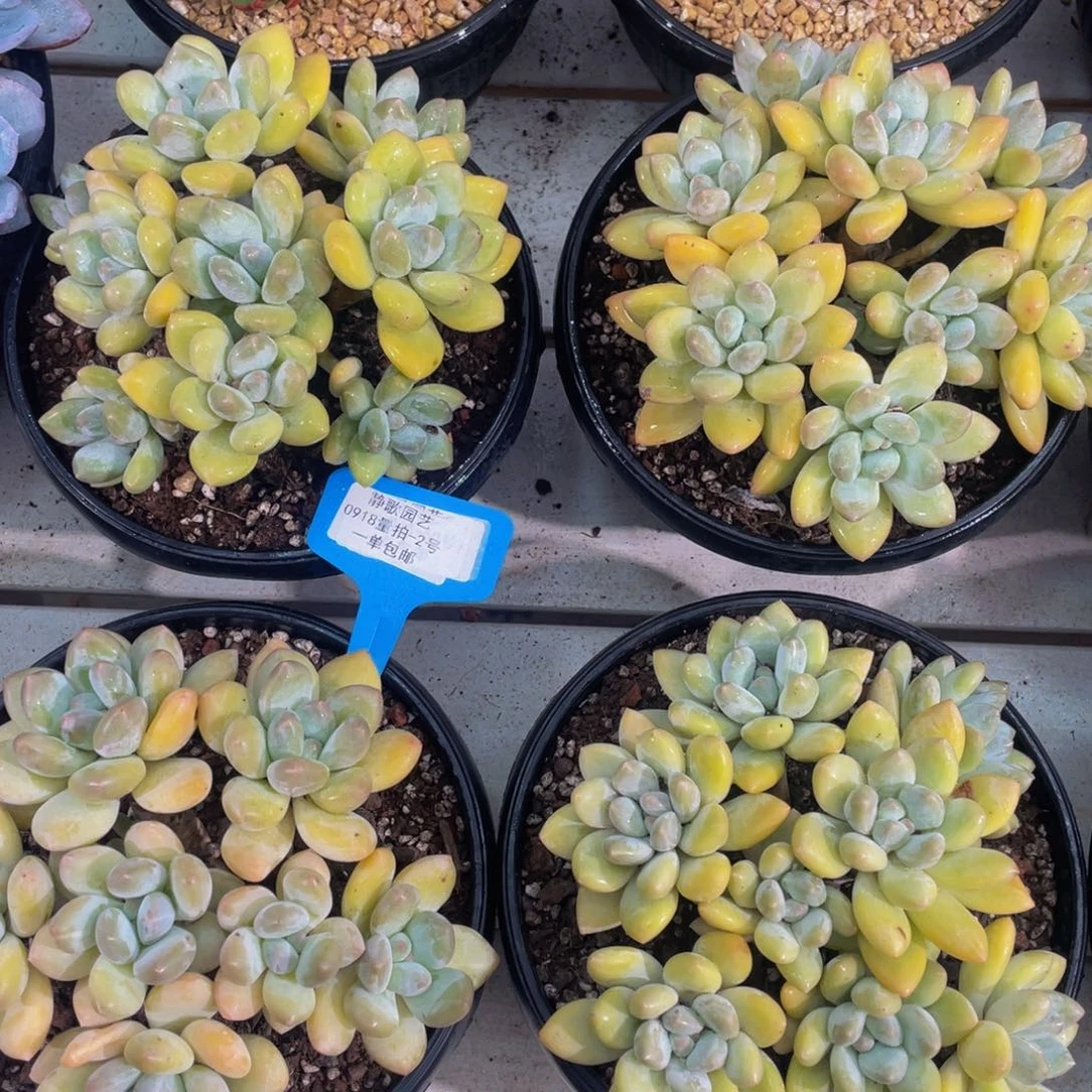 0918-2-黄体香水老桩大群生一颗