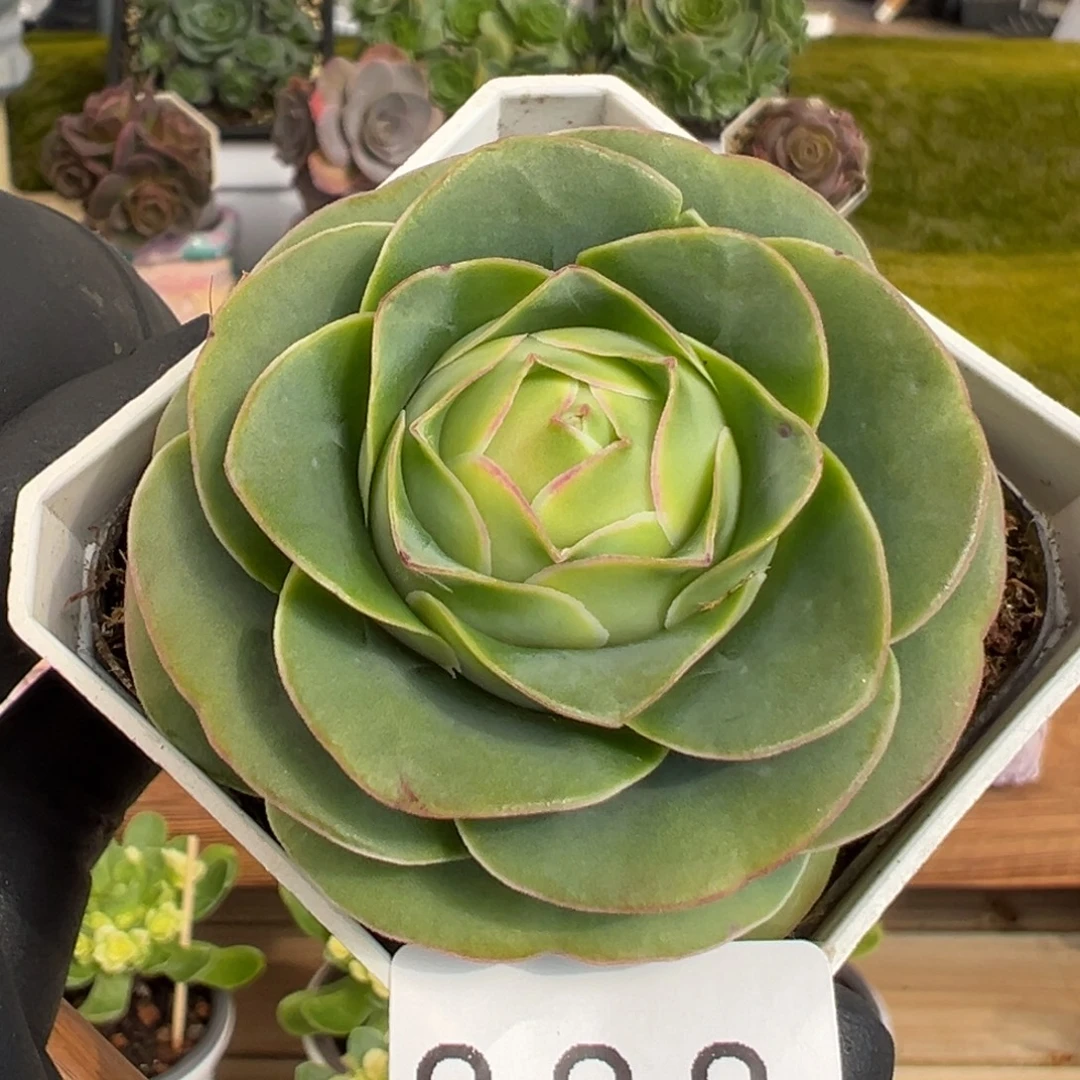 828禧桃优选粉6厘米