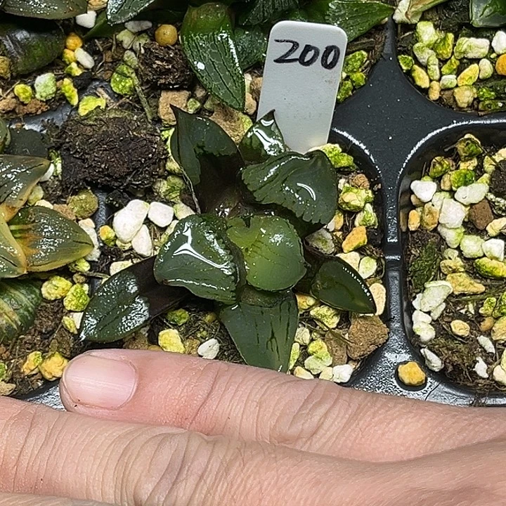 200裹克脱土发货头家多肉十二卷