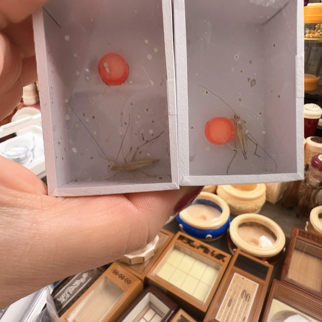 哈哈哈黄山紫竹两个