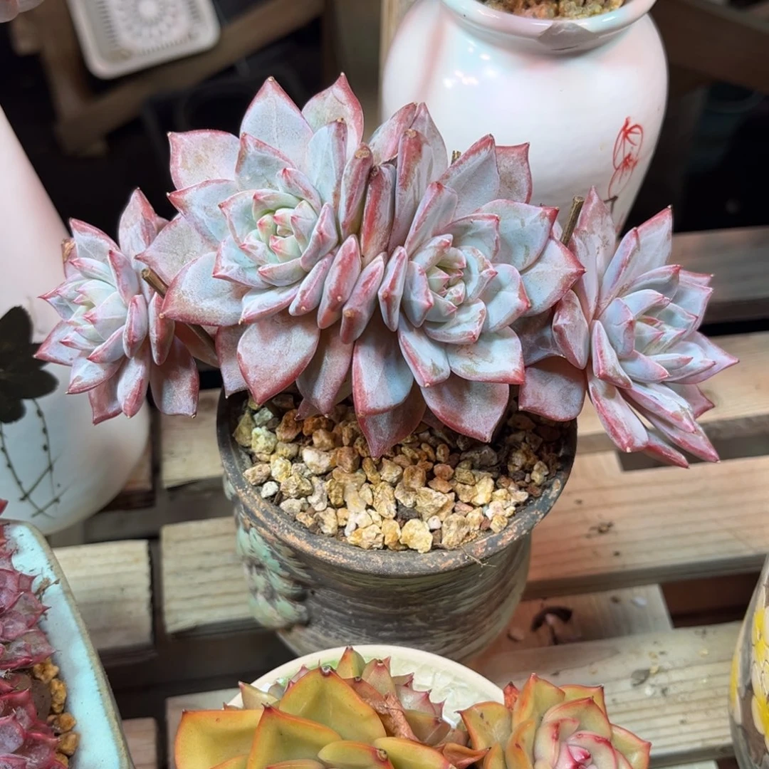 粉蓝鸟小树朵朵缀多肉植物tichunv