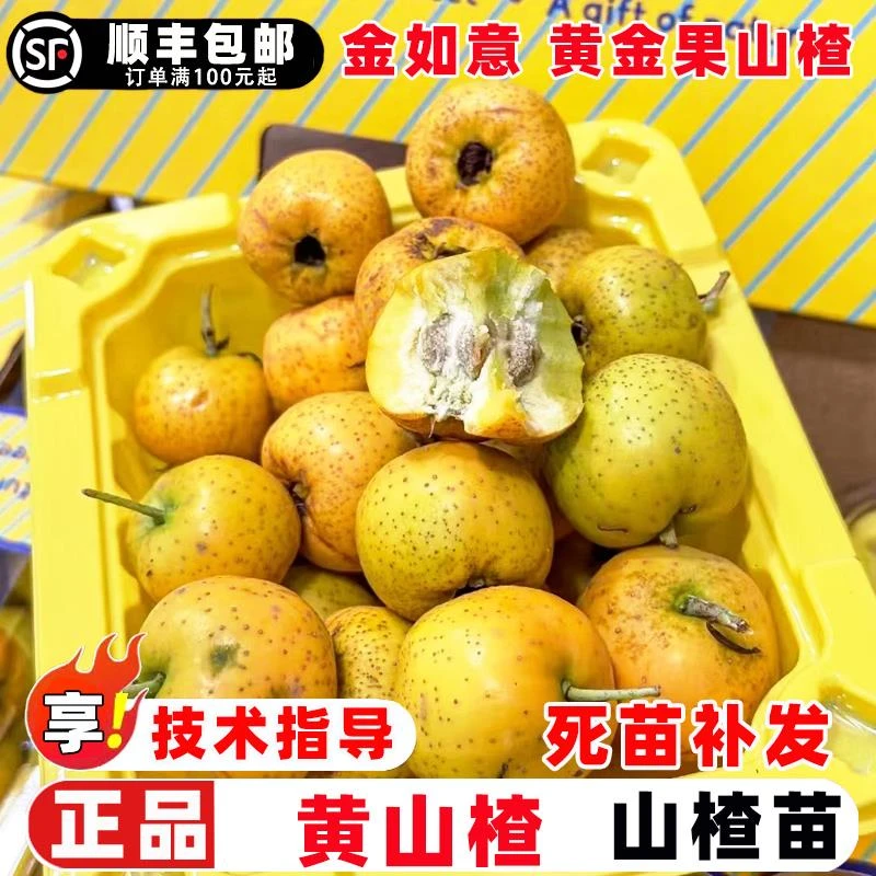 山楂树活苗嫁接黄山楂树苗皇如意黄金果甜山楂苗盆地栽种植果树苗