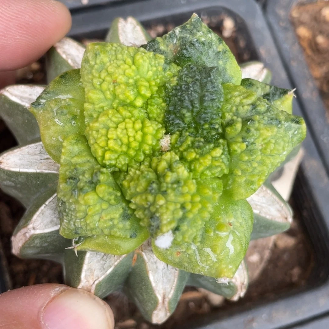 全部花朵散斑牡丹锦006