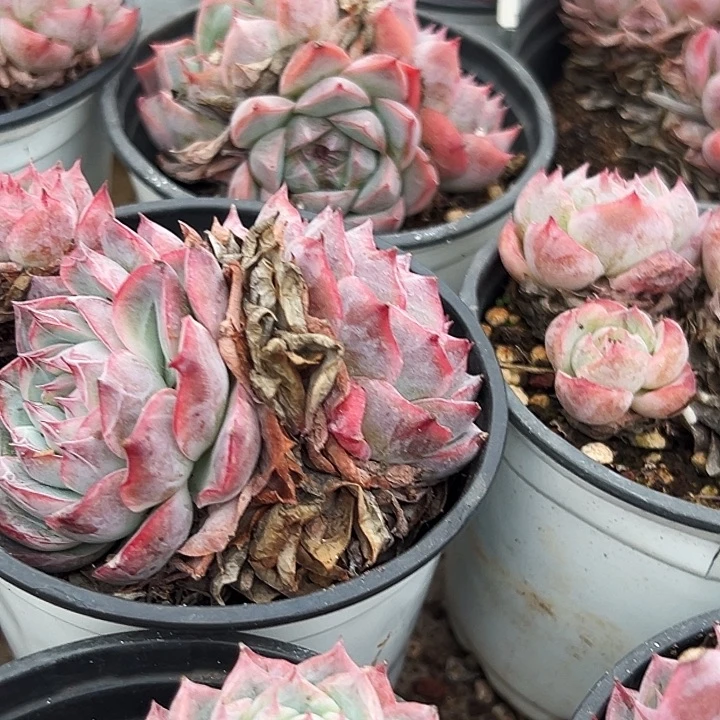 粉孤星群       福利  多多